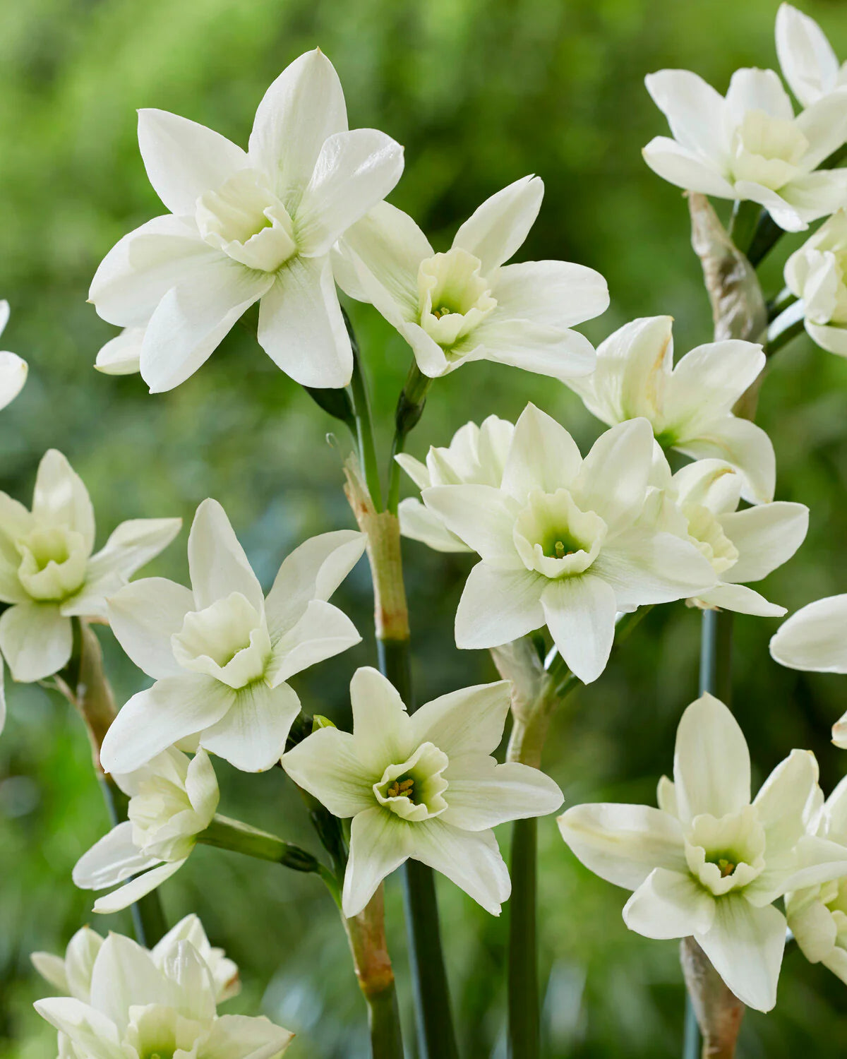 Polar Hunter Daffodil Seeds